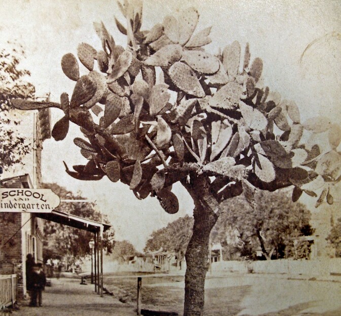 Kindergarten, ca. 1878. A cactus hedge fenced the Garden of Paradise on Main Street. When it briefly became a school, only one prickly-pear cactus remained. Photograph courtesy of California Historical Society Collection, USC Libraries