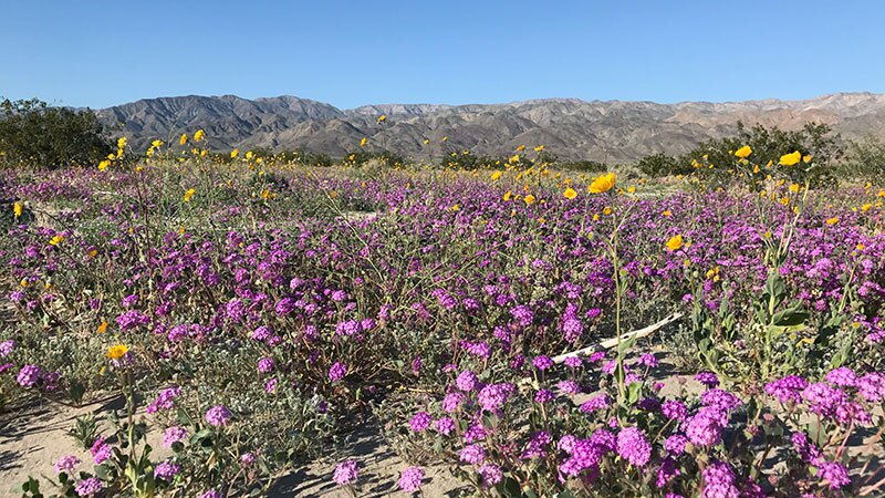 Verbena and desert sunflowers near Indio | Photo: Louise Mathias