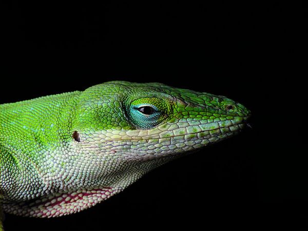 Anolis_carolinensis-10-22-13-thumb-600x450-62310