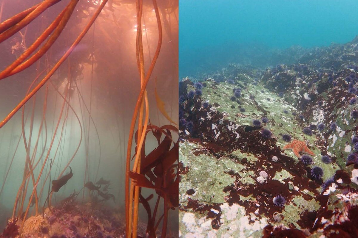 Comparison of area once covered by a bull kelp forest (left) and now only sea urchin are left. | Still from "Earth Focus"