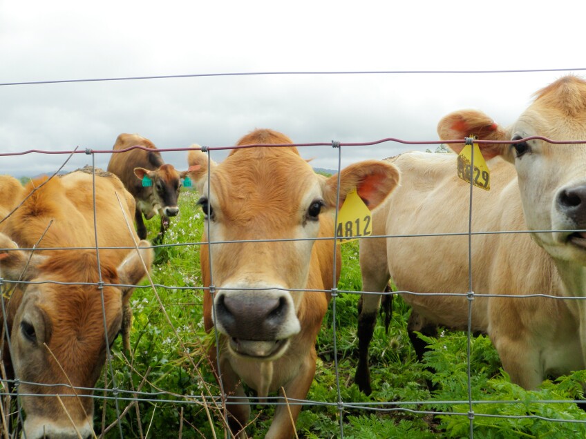 Tagged cattle greet the photographer as they graze within their wire-fence enclosure