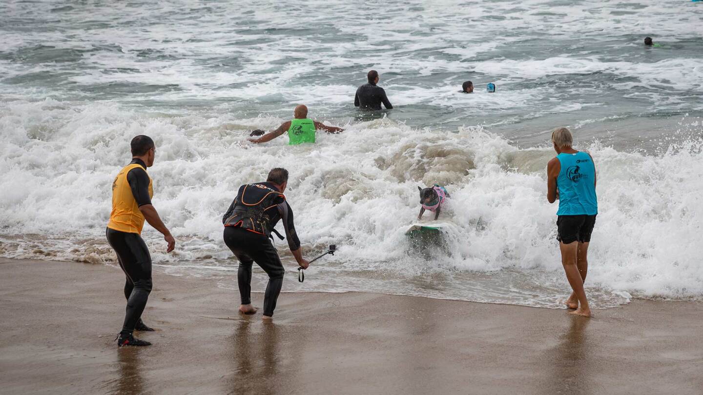 Dog surfs on the waters of Huntington Beach
