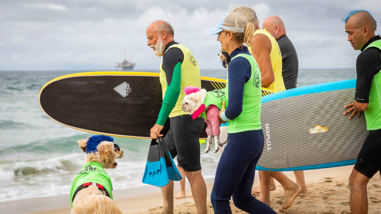 A group of surfers head to the water with dogs with blue and pink mohawks