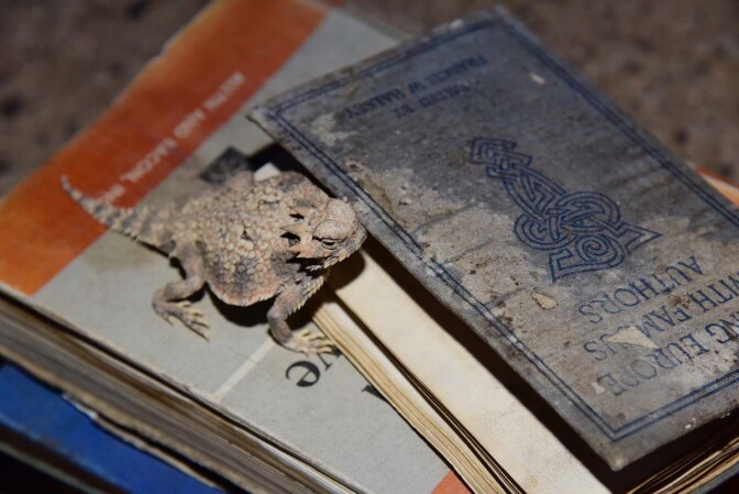 A horned lizard on Hazel's books | Rachelle Skidmore