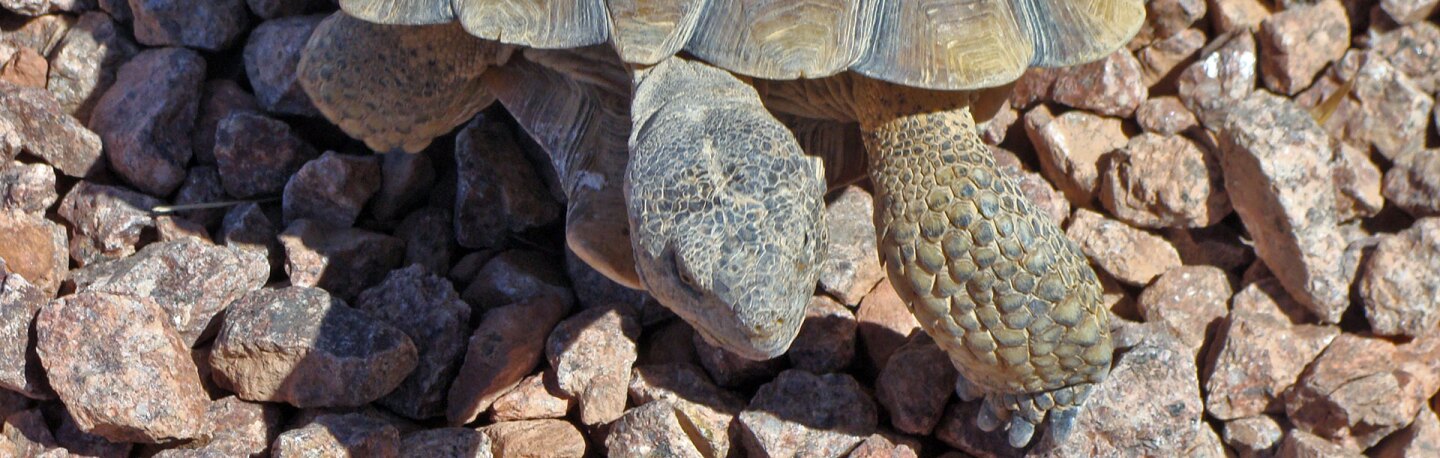tortoise-banner-11-16-16.jpg