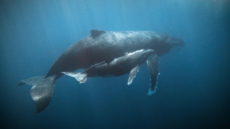 The Songs of Strangers