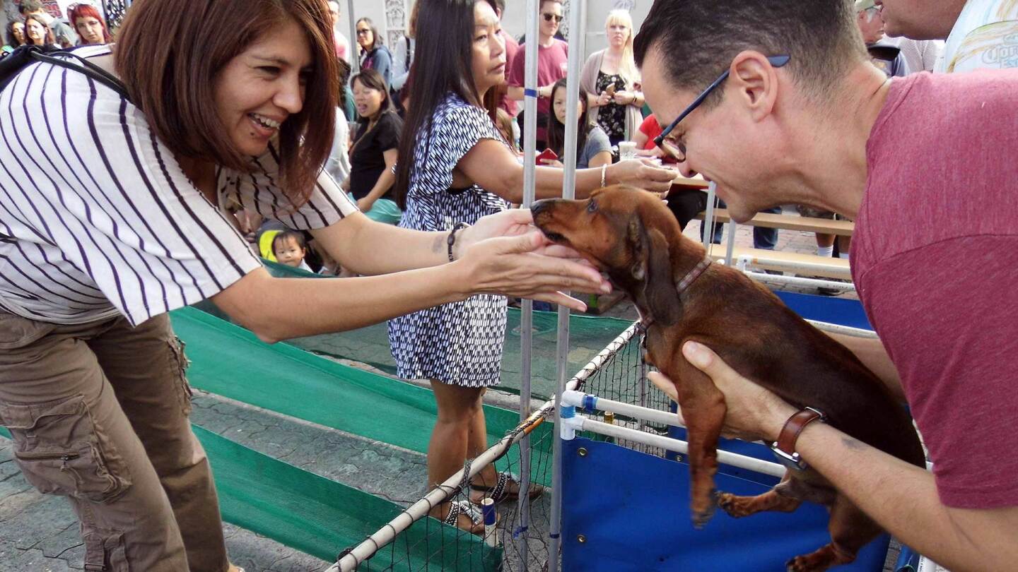 Woman coos at a dachshund being held up by another man