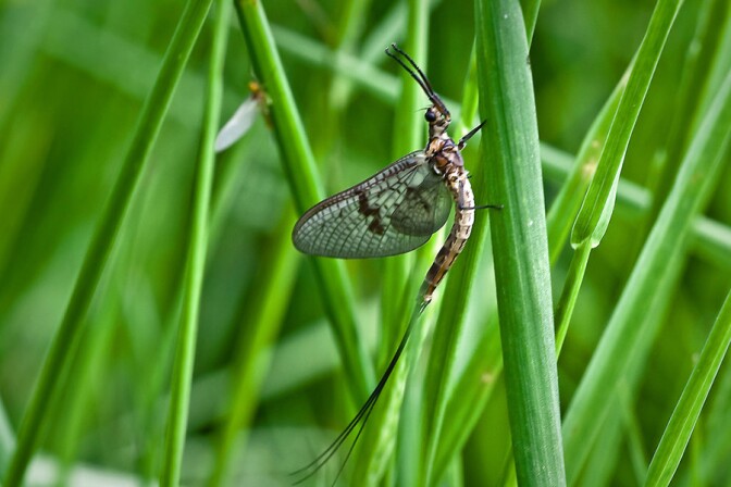 mayfly_reproduction.jpg