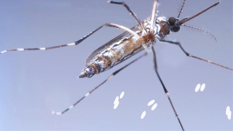 This Dangerous Mosquito Lays Her Armored Eggs – in Your House