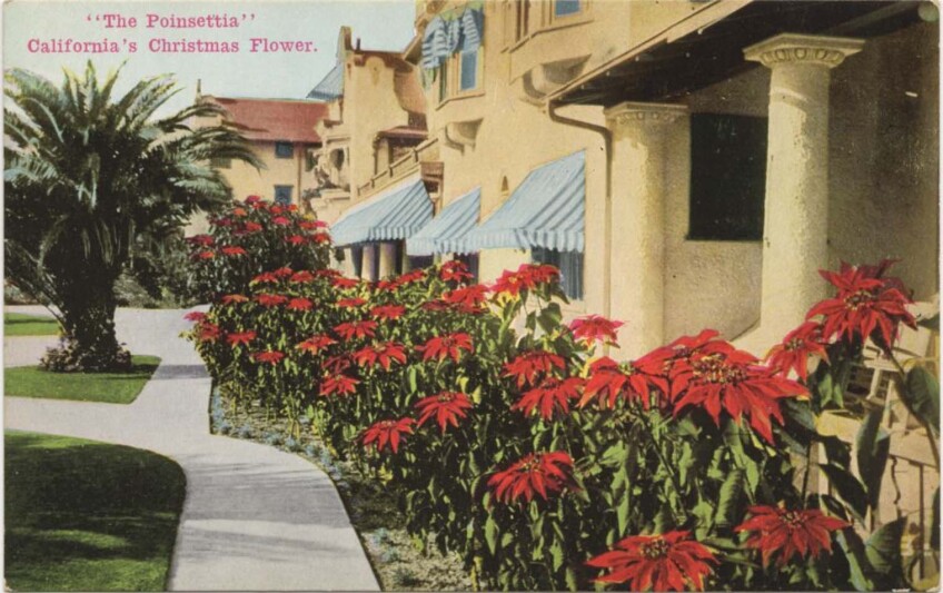 A vintage painted postcard of houses designed in old Spanish mission architecture with poinsettia flower shrubs planted in front of them, red flowers against its green leaves and stems.