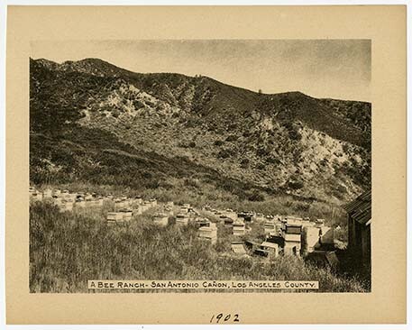 A Bee Ranch - San Antonio Canon, Los Angeles County, 1902 | Courtesy California Historical Society