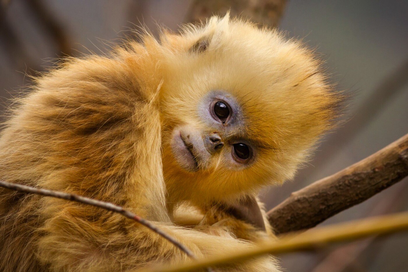 Disneynature's "Born in China" captures the threatened golden snub-nosed monkey