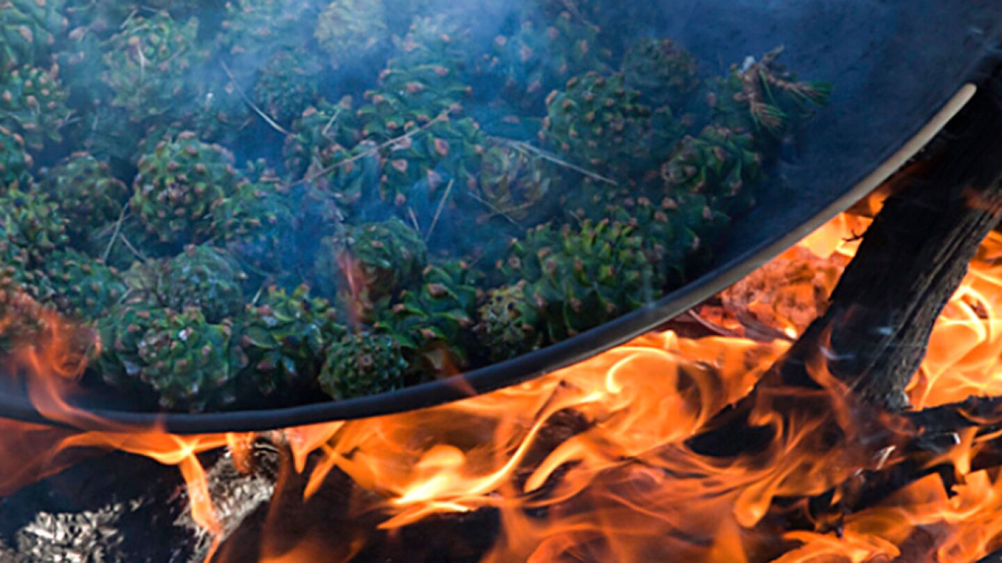 Pinyon pine cones roasting