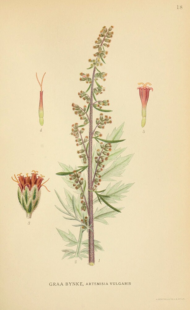 Mugwort | Biodiversity Heritage Library | Norden's Flora, 1923, public domain