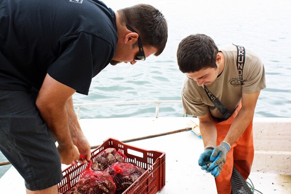 KCET_oysters6