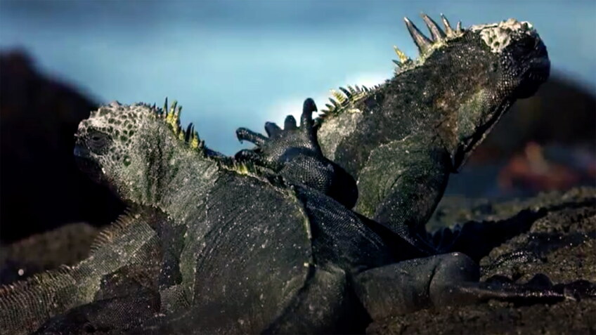 iguana