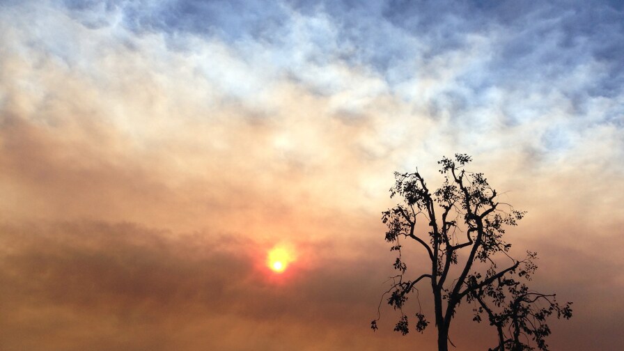 Tree and Smoky Sky, Obscured Sun