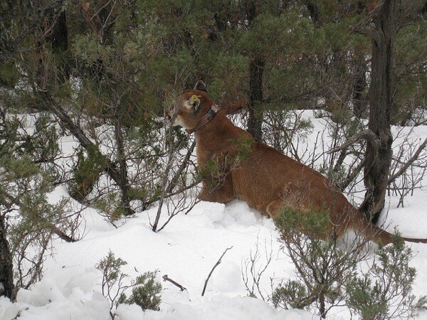 mountain-lion-california-fish-game-president
