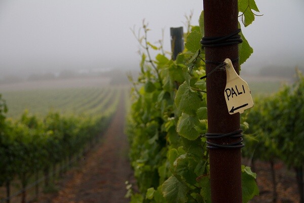 pali-600-400