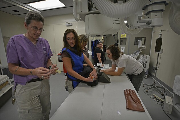 condor-blood-work-1-27-16-thumb-630x420-101064.jpg