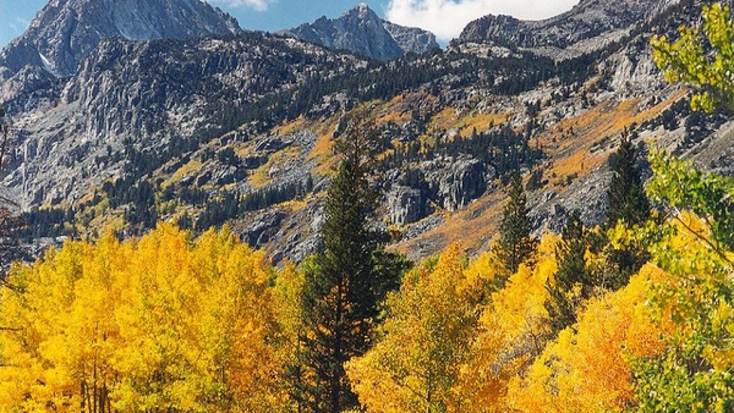 Inyo Aspen Grove | photo by USFS Region 5 via Creative Commons