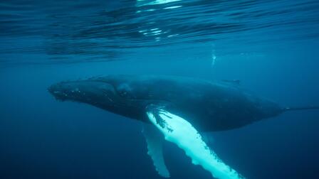 Drones are revolutionizing how we study humpback whales