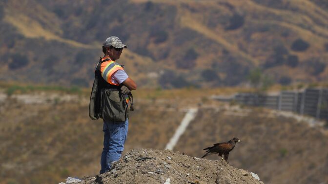 Falconer with his Harris hawk