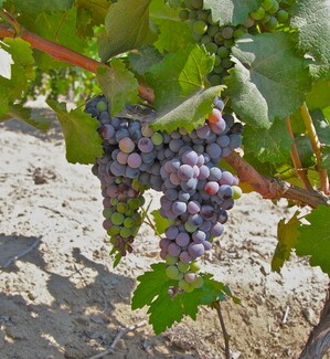 Thumbnail image for Grapes in Wineville