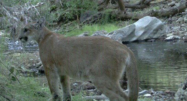 This mountain lion captured on a remote wildlife camera died in 2011 when it attempted to cross the 405 Freeway. | Photo: Courtesy National Park Service