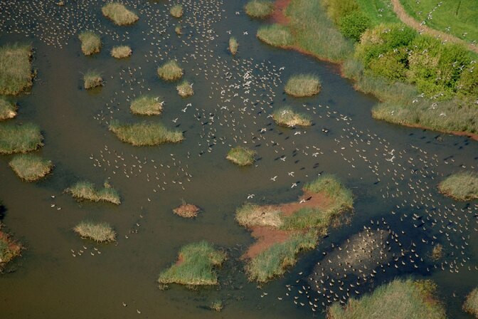 Aerial of Bay Delta Estuary with Birds in Flight