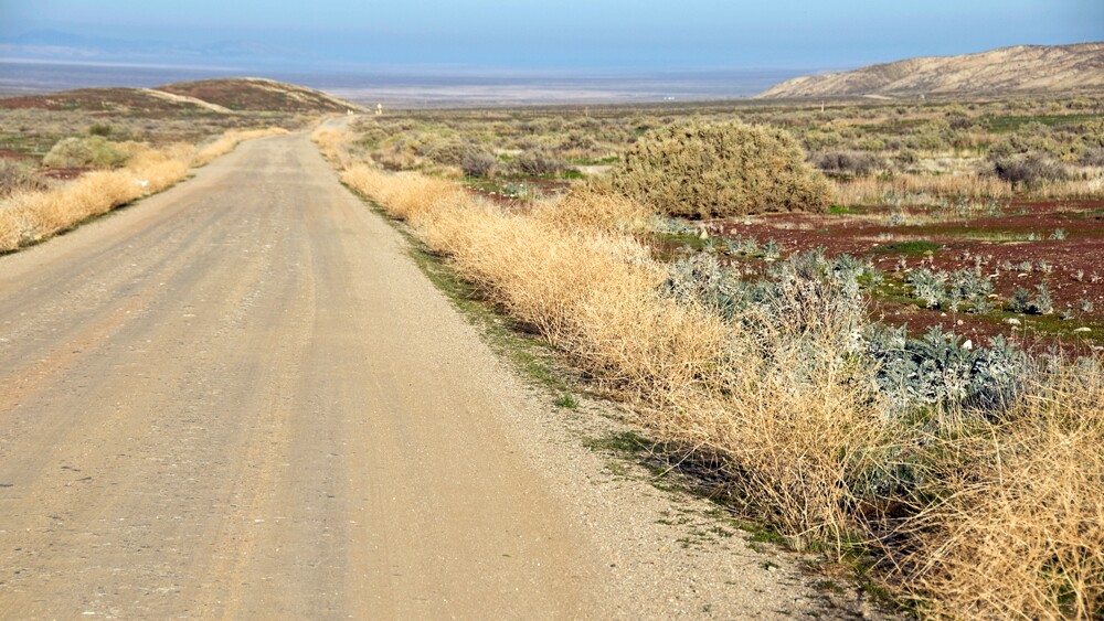 A roadside patch of buckwheat | Photo: Phil Augustavo/iStockPhoto