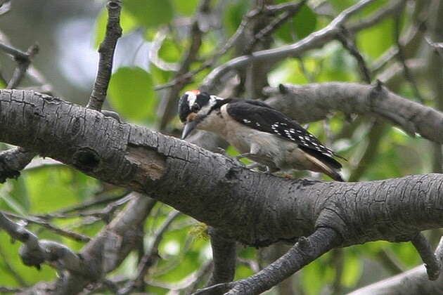 hairy-woodpecker-10-14-15-thumb-630x420-98180