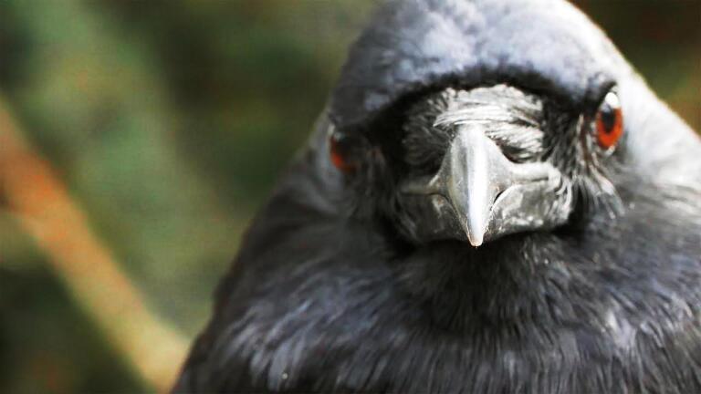 You've Heard of a Murder of Crows. How About a Crow Funeral?