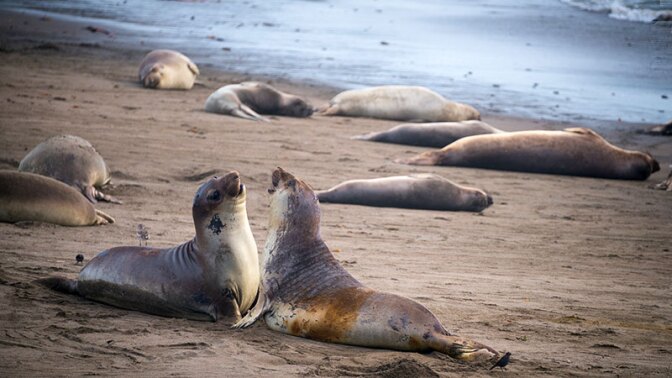 Sea lions sparring at Piedras Blancas