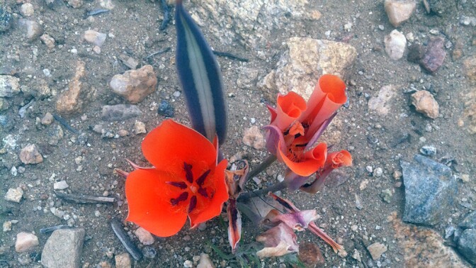 Desert mariposa lily | Photo: Chris Clarke
