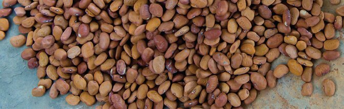 tepary beans