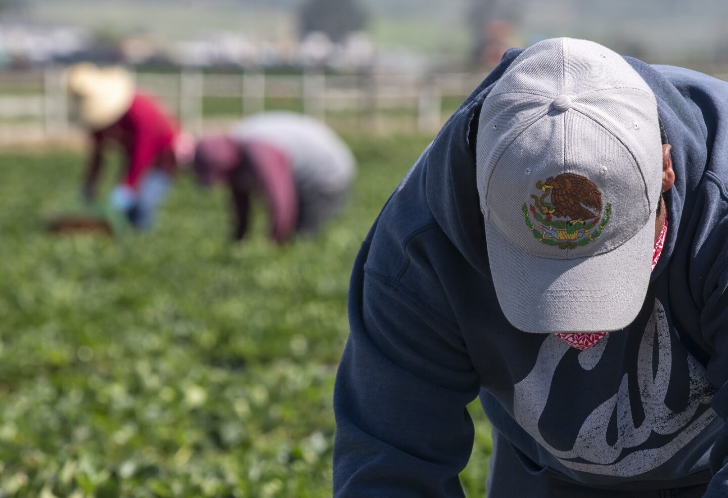 Un trabajador de campo con una gorra con un águila real, el ave oficial de México, mientras la usa para protegerse la cara del sol mientras recoge fresas el sábado 25 de abril de 2020.