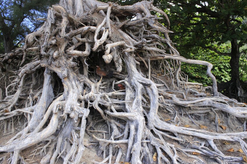 A close-up of the exposed, gnarled roots of a tree take up nearly the entire frame, with bits of leafy trees and blue sky peeking out from behind