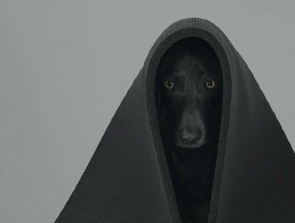 William Wegman, 'Ray,' 2006. | Courtesy William Wegman Studio.