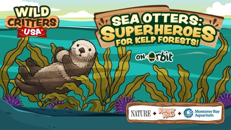 Sea Otters: Superheroes for Kelp Forests | Wild Critters USA