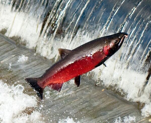 coho-12-9-13-thumb-600x488-65523