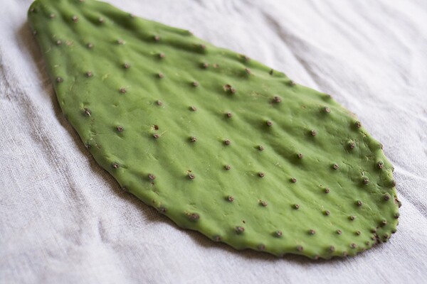 Nopal | Photo by Maria Zizka