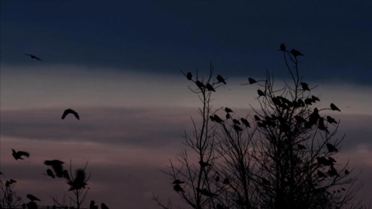 Short | Director Commentary: Roosting Crows | A Murder of...