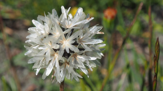Blow-wives, a.k.a. Achyrachaena mollis | Photo: Gary Ford, some rights reserved