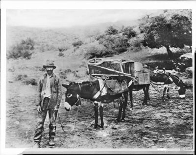 Portrait of a prospector with his burros during the days of the gold rush, ca.1900 | University of Southern California. Libraries and California Historical Society (public domain)