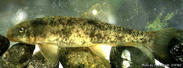 RS8410_SantaAnaSucker_PaulBarrett_USFWS_FPWC