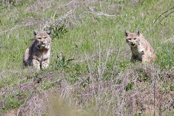bobcats-10-31-13-thumb-600x400-62888