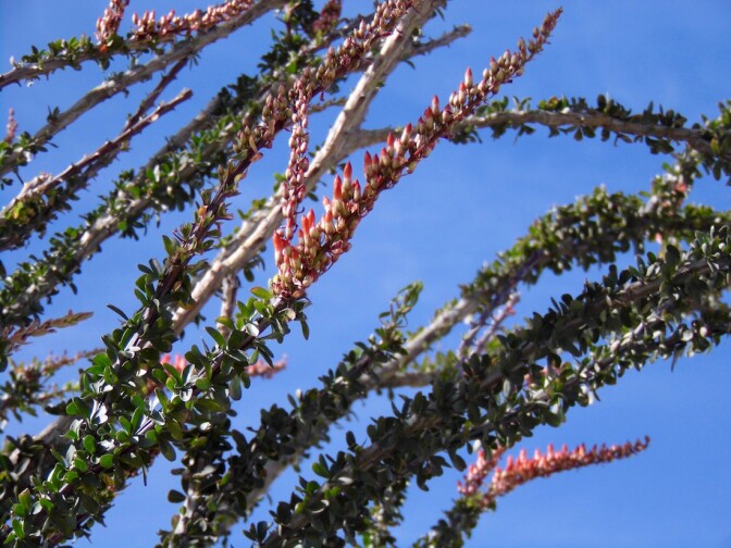 Ocotillo