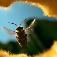 The Honey Trap