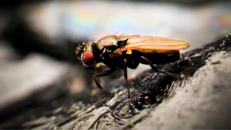 Tar Pits Are a Death Trap. Except for This Fly.